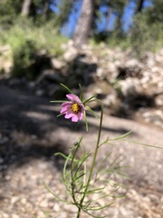 Cosmos parviflorus