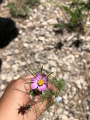 Cosmos parviflorus