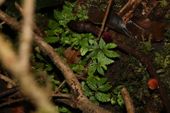 Elatostema stipitatum