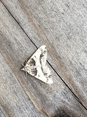 Frederickia hypaethrata