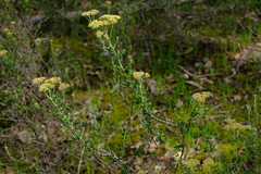 Ozothamnus obcordatus