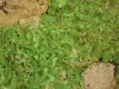 Lepidoziaceae
