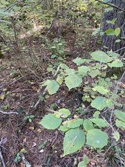 Corylus cornuta