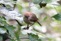 Sinosuthora webbiana