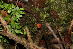 Elatostema stipitatum