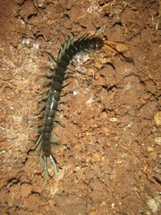 Ethmostigmus rubripes