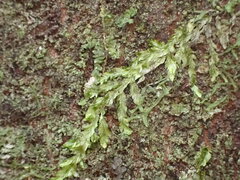 Orthorrhynchium elegans