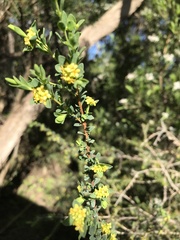 Pimelea serpyllifolia