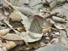 Hermeuptychia hermes