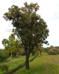 Stenocarpus sinuatus