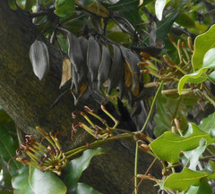 Stenocarpus sinuatus