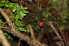 Elatostema stipitatum