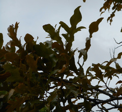 Stenocarpus sinuatus