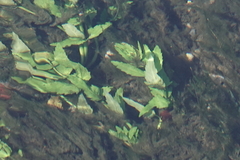 Berula erecta