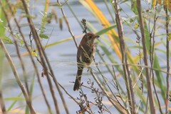 Lanius bucephalus