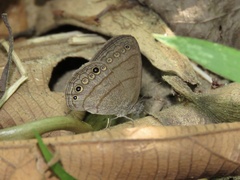 Hermeuptychia hermes