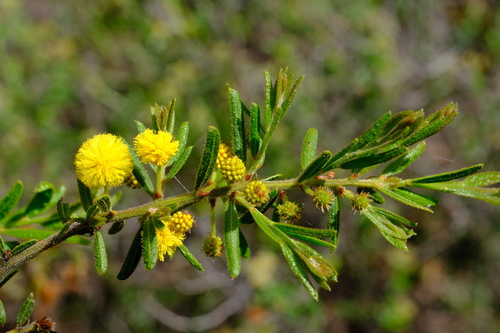 Image of Acacia aspera by (c) Peter Crowcroft, some rights reserved (CC BY)