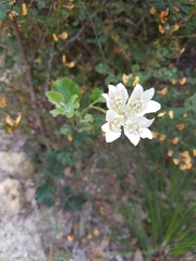 Xanthosia rotundifolia
