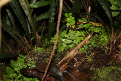 Elatostema stipitatum