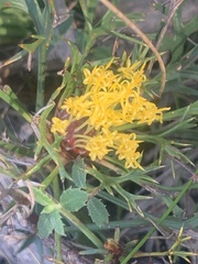 Isopogon ceratophyllus