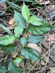 Gynochthodes jasminoides