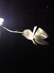 Magnolia