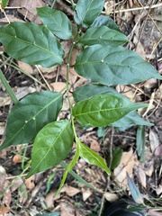 Gynochthodes jasminoides