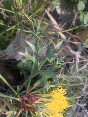 Isopogon ceratophyllus
