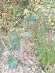 Xanthosia rotundifolia