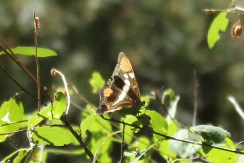 Photo of California Sister (Adelpha californica)
