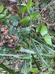 Gynochthodes jasminoides