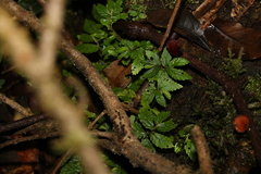 Elatostema stipitatum