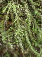 Echinodiopsis hispida