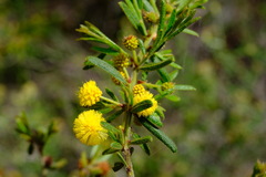 Acacia aspera