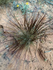 Aristida contorta