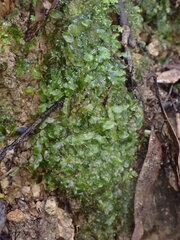Pallavicinia tenuinervis