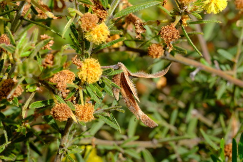 Image of Acacia aspera by (c) Peter Crowcroft, some rights reserved (CC BY)