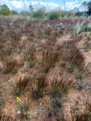 Aristida contorta