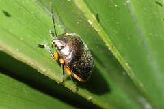 Lampromicra aerea