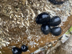 Nerita atramentosa