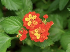 Lantana urticoides