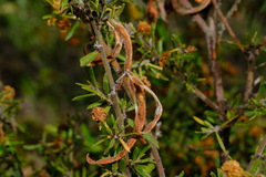 Acacia aspera