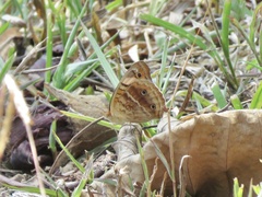 Junonia genoveva