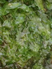 Pallavicinia tenuinervis