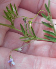 Vicia tetrasperma