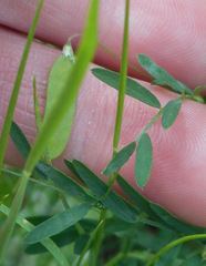 Vicia tetrasperma