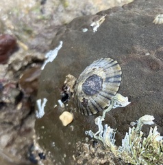 Cellana tramoserica