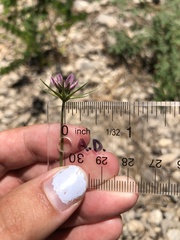 Cosmos parviflorus