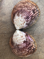 Trachycardium procerum