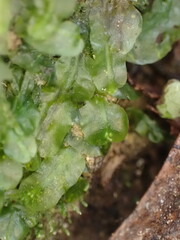 Pallavicinia tenuinervis